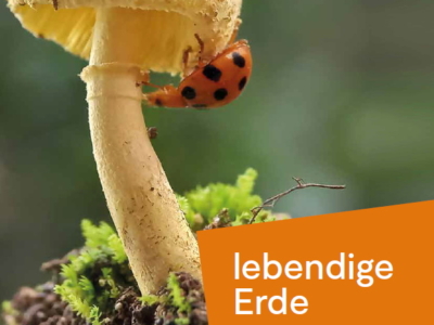 Stadtpfarrblatt PDF herunterladen