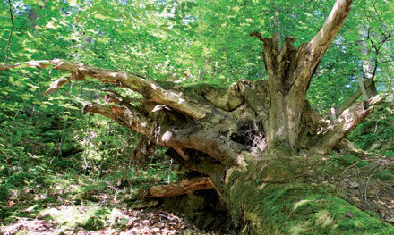 Neue Epiphanien der Schönheit