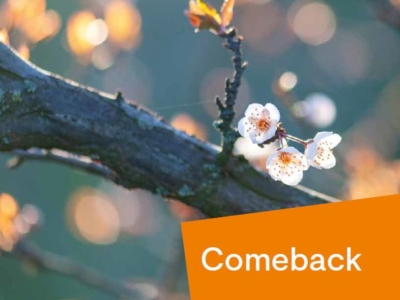 Stadtpfarrblatt PDF herunterladen