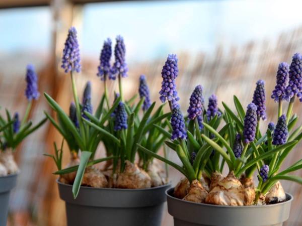 the_sub_field('slidertext')