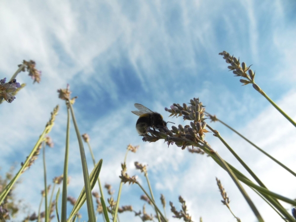 the_sub_field('slidertext')