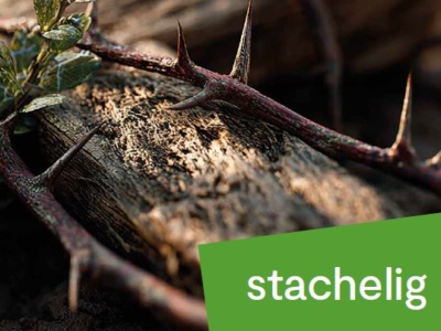 Stadtpfarrblatt PDF herunterladen